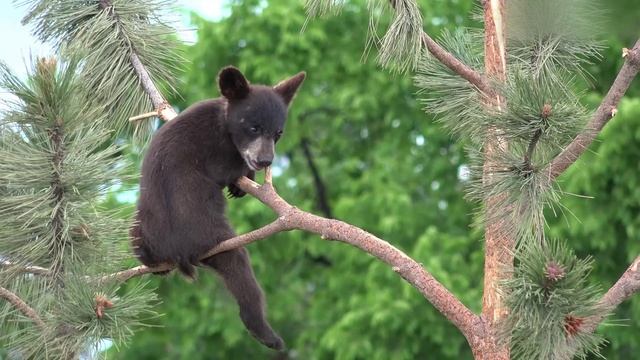 Timothée Chalamet - Pure Imagination смотреть онлайн