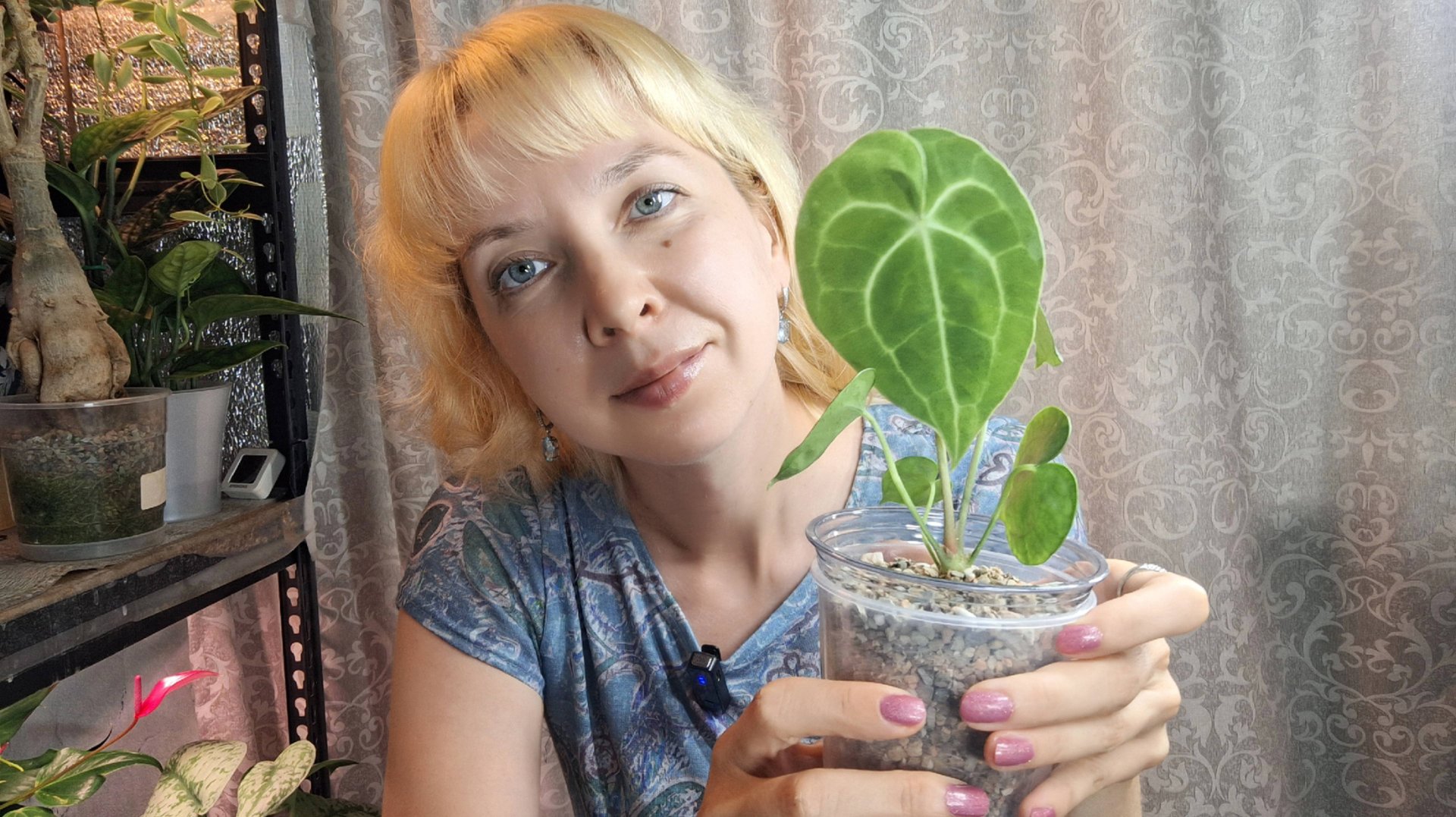 Как чувствуют себя мои маленькие антуриумы, пересадка смотреть онлайн