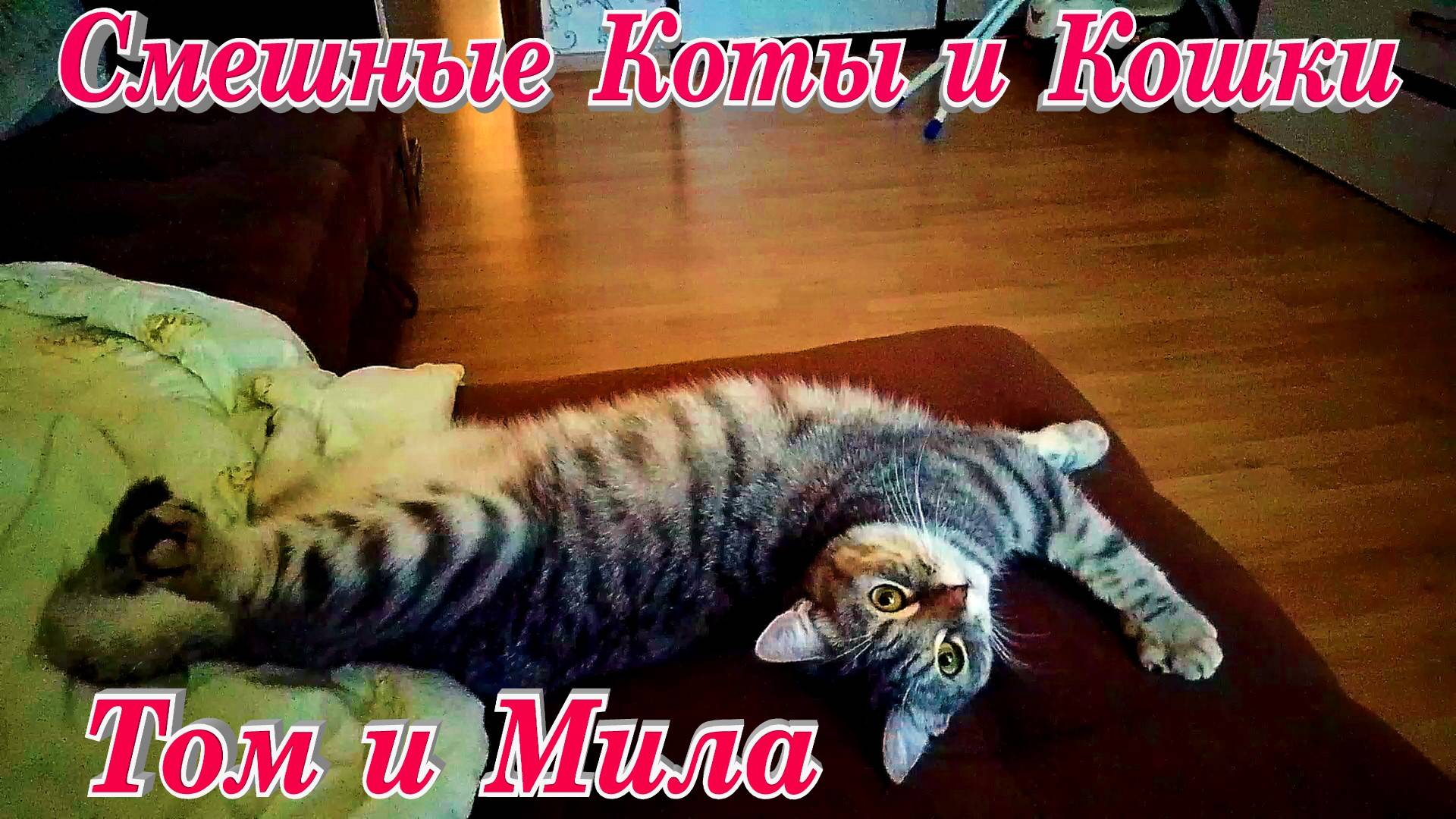 Эти забавные животные  Котик Том и кошка Мила