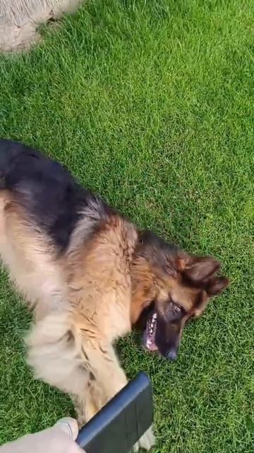 #Shorts  #Умный #Друг