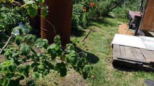 Огород 04.07.2025