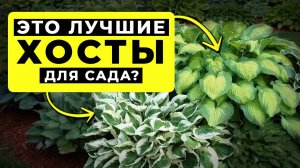 ХОСТЫ в саду ДЛЯ НАЧИНАЮЩИХ: Секреты Посадки и Ухода 🌿 Популярные сорта хосты для дачи