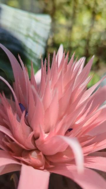 Прима эхмея.