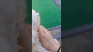 игрушечные собаки 🥰😘🫶🏻 Лео и Барни