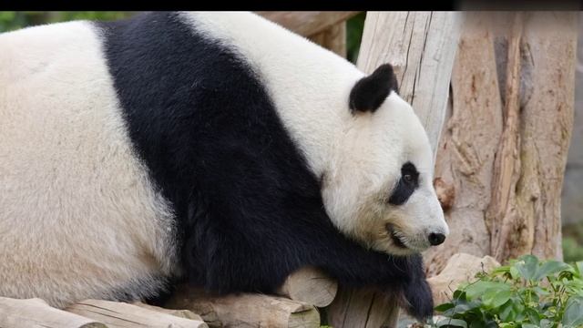 Martin Garrix & Jex - Told You So смотреть онлайн