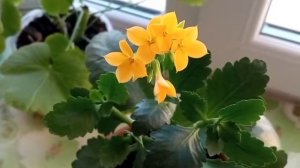 Каланхоэ размножение.