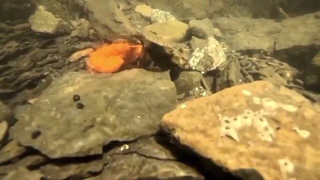 Какого цвета бывают крабы? В Приморье нашли невероятный вариант! смотреть онлайн