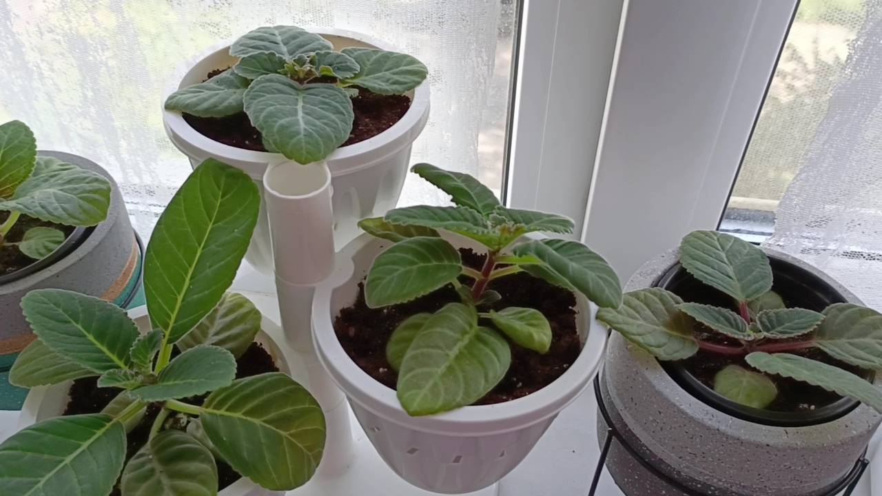 Пересадка глоксиний в горшки, полив, подкормка удобрениями смотреть онлайн