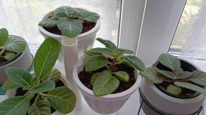 Пересадка глоксиний в горшки, полив, подкормка удобрениями