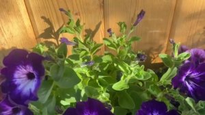 Петунии зацветают!!!