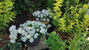 4 июля. Мой сад в начале июля. Цветение многолетников и не только