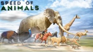 Скорость в мире животных