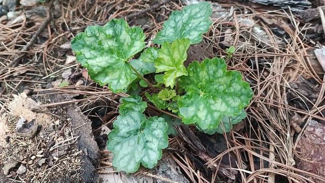 Флокс шеловидный. Обрезка, черенкование. смотреть онлайн