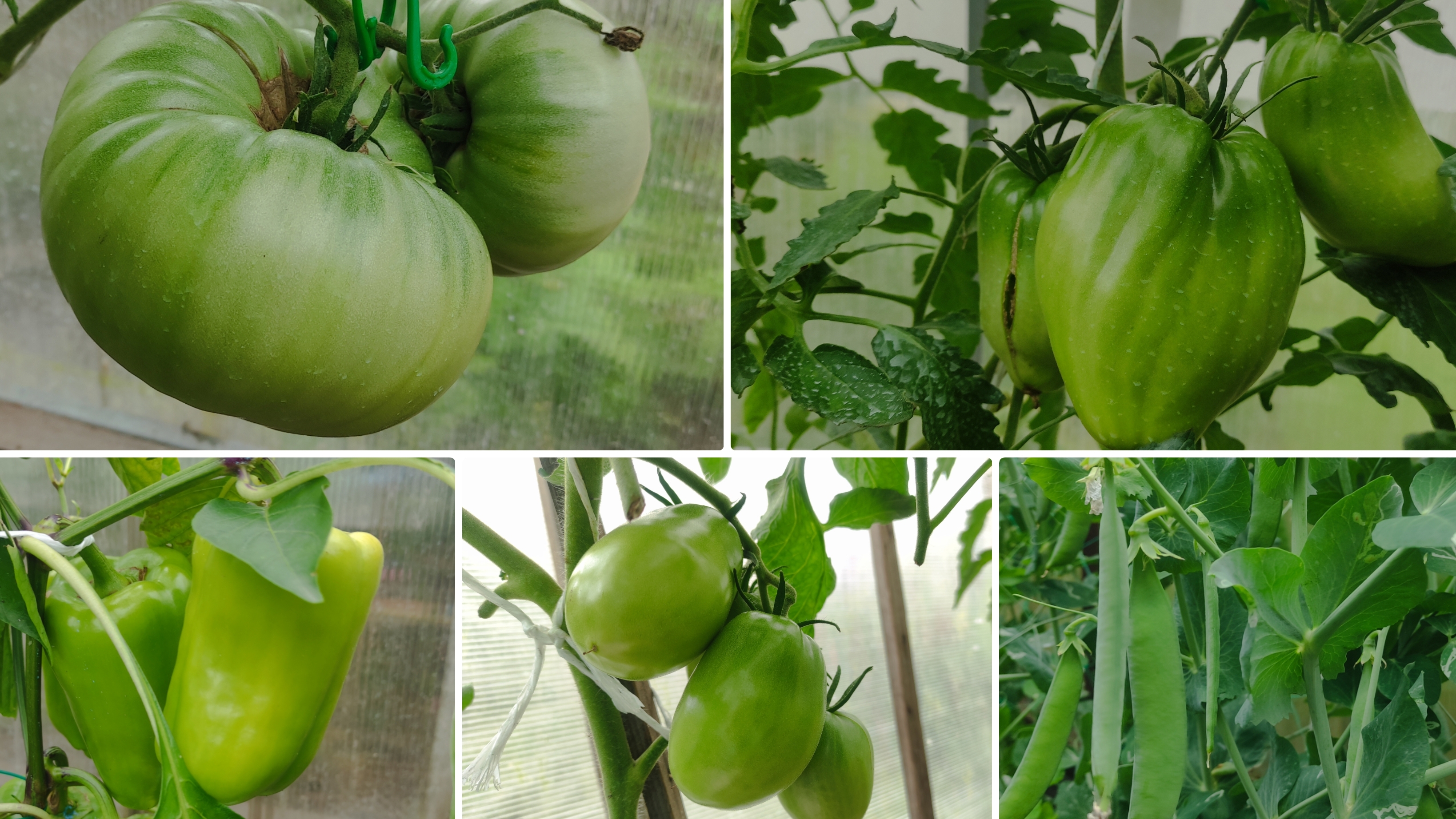 Огородные будни 2 июля 2025.Смешанные посадки в теплице.Поспевают томаты. Обрезаю листьев на томатах смотреть онлайн