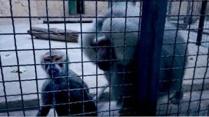 Мы ПРАКТИЧЕСКИ НОЧЬЮ, проверяем все ли хорошо у наших питомцев!