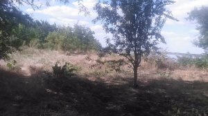 Пёс 5 сезон сад огород