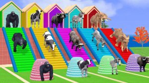 Мультики про животных, мультфильмы для деток, мультики с песенками, изучаем цвета на английском