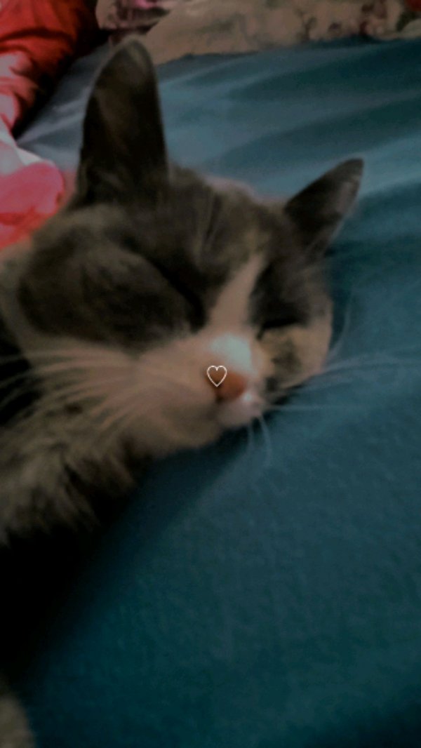 общение софой