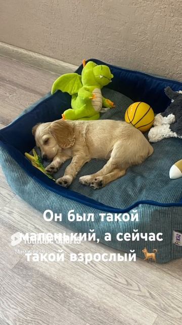 Он был такой маленький#shorts#москва#лето#собака