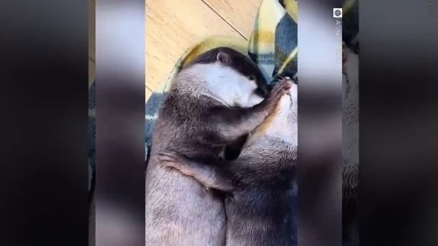 Знакомо? Выдры тоже страдают гиперопекой смотреть онлайн