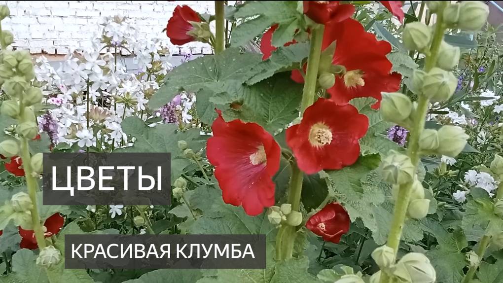 Клумба. Красивые цветы. Флоксы, кислица, ромашки, шток роза, мальва. Названия цветов. Красиво очень смотреть онлайн