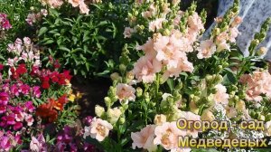 Обзор нашего цветника в начале июля