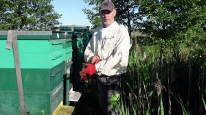 кочевка на дикие медоносы