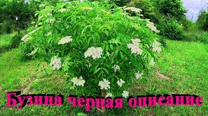 «Бузина черная вкусная и полезная.»#сад#огород#дача