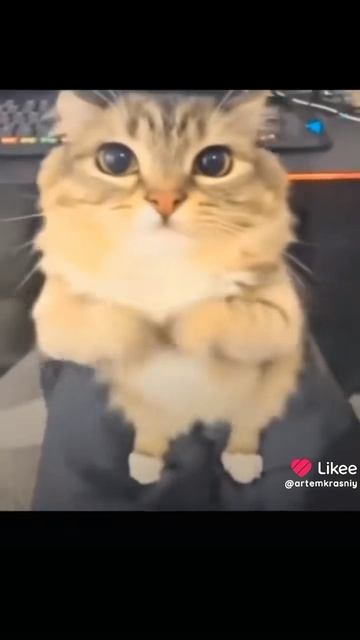 1000049968.mp4 смотреть онлайн