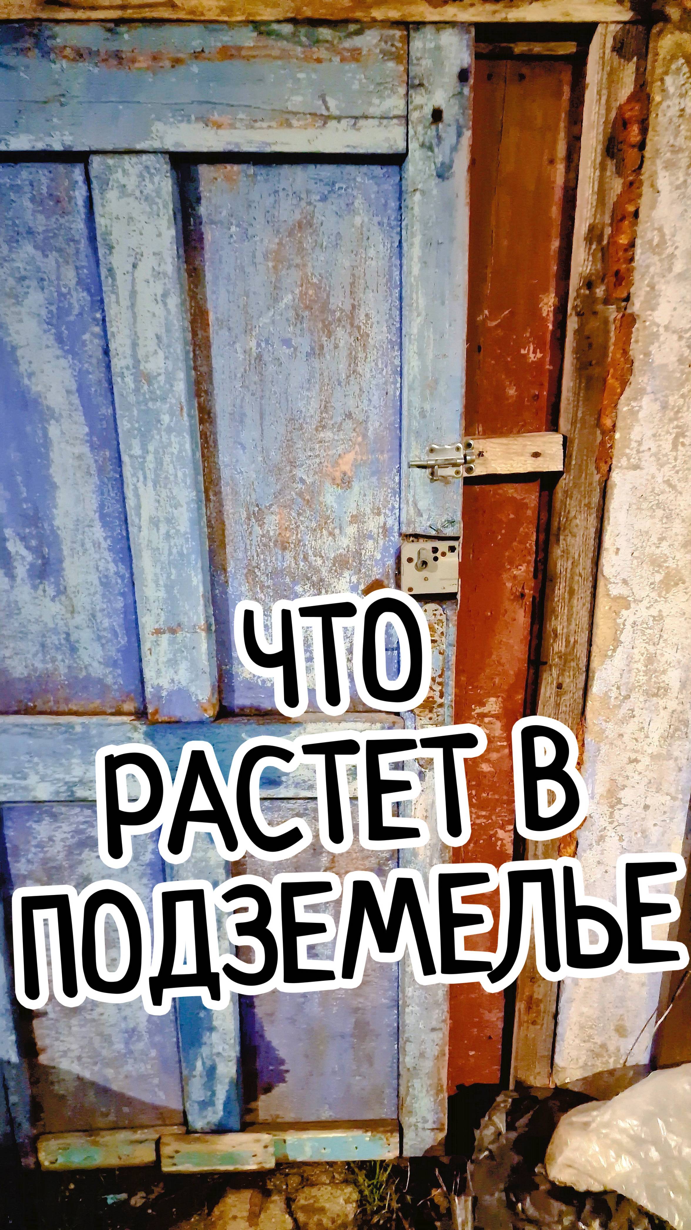Спрятанный мир в подземелье ! 🚪✨ Что за дверью погреба?