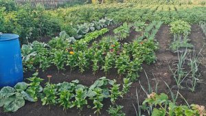 Такой большой огород это самоубийство! Все растет и цветет в начале июля.