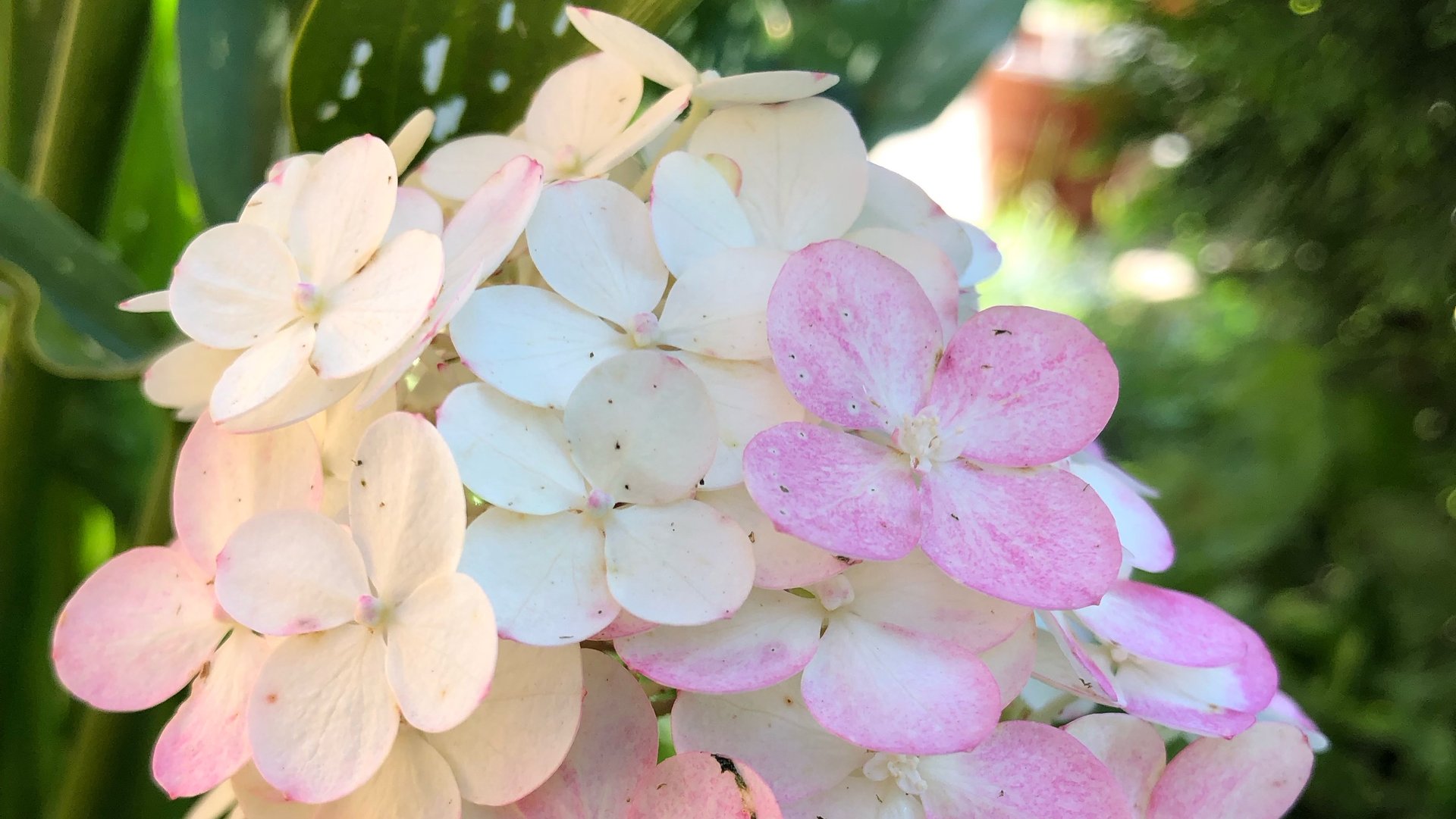 Метельчатые гортензии. Обзор сортов 4 июля 2025