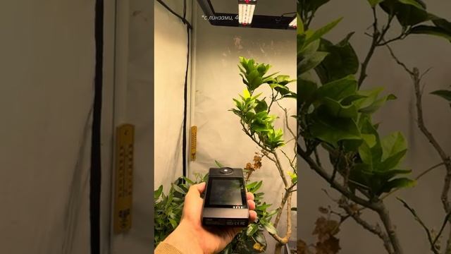 Эффективность оптики в светильниках для растений: эксперимент с PPFD