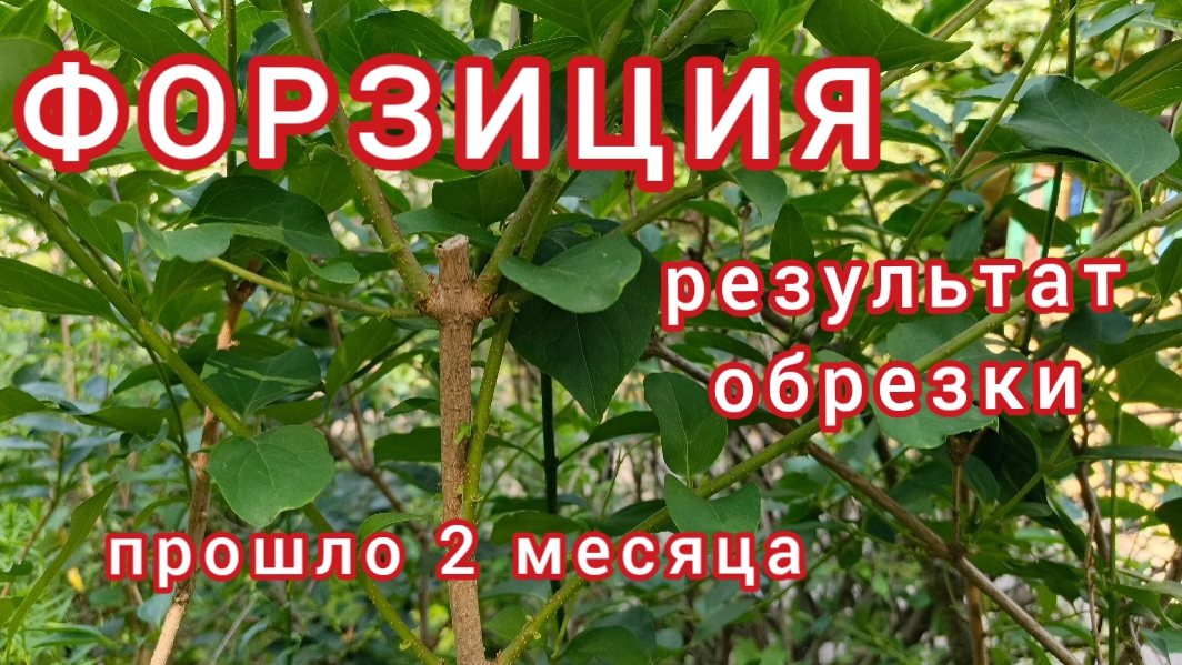 Форзиция. После обрезки смотреть онлайн