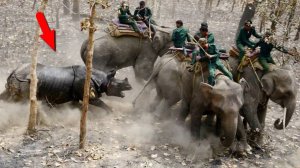 Самые опасные животные Азии!