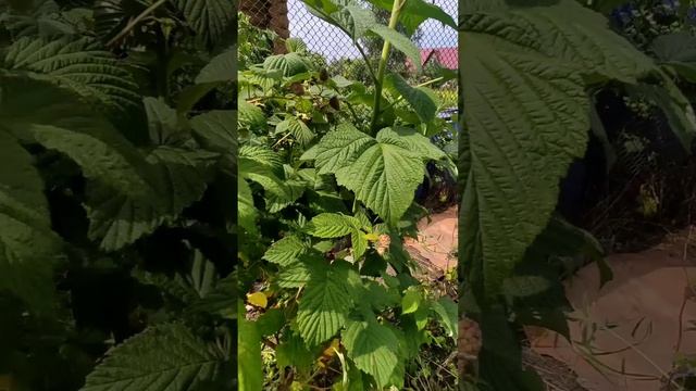 как увеличить урожайность малины.