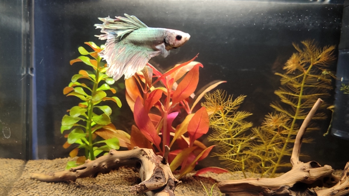 Аквариум для петушка. смотреть онлайн