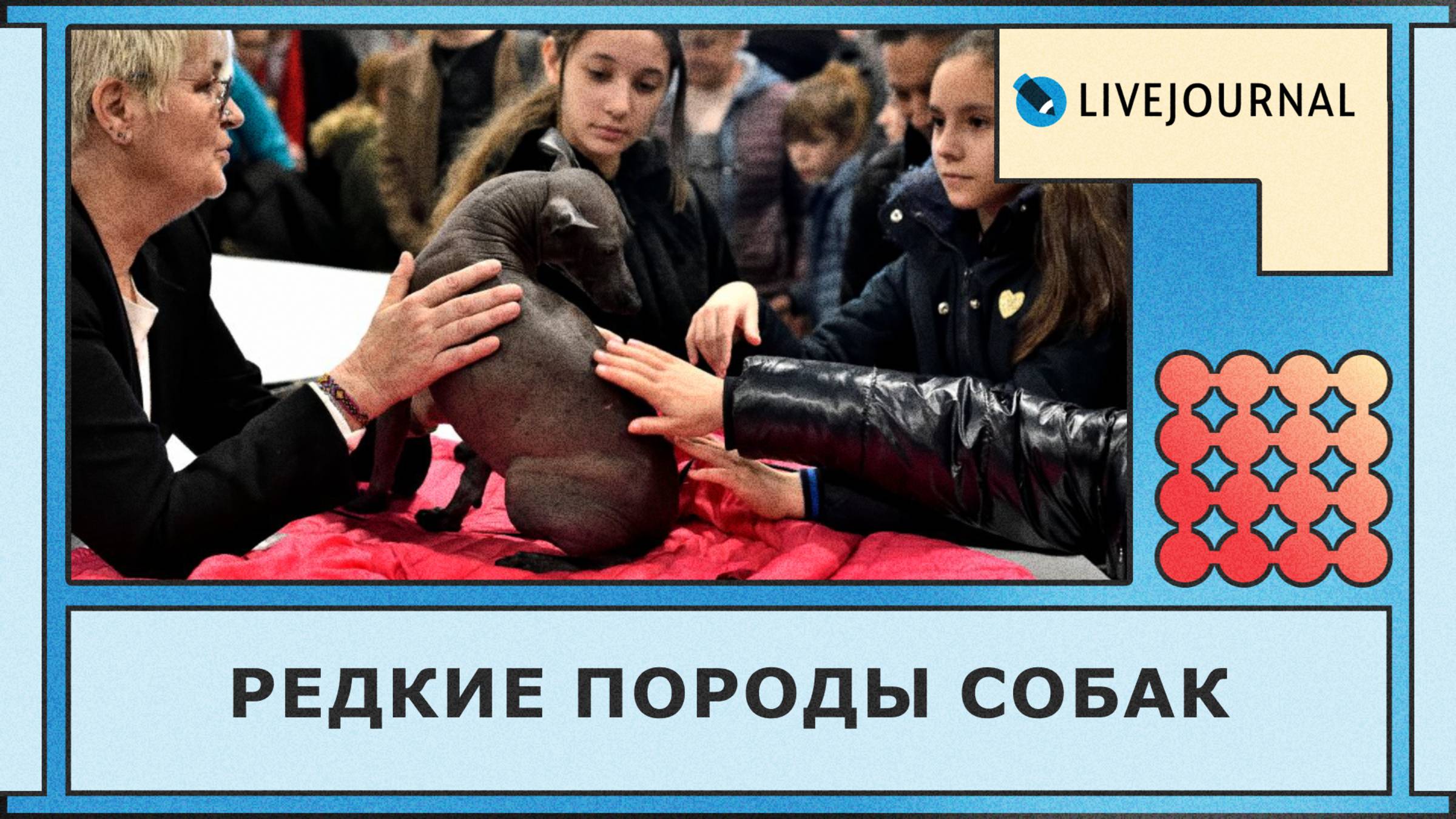 Самые редкие породы собак