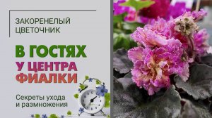 В гостях у Центра фиалки. Как ухаживать за фиалками, размножение фиалок, секреты ухода и не только.