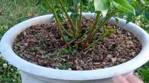 Летняя обрезка голубики, сорт Река