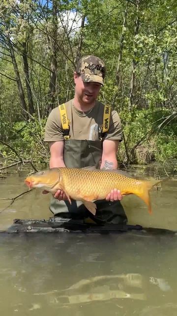 Дикие Сазаны не дают покоя ! Рыбалка на лесном Озере . #carpfishing #carptoday #рыбалка #fishing