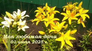 01.07.2025 _ Моя любимая дача