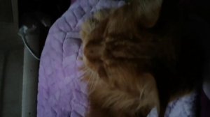 Дневной сон с котами! Милые пушистики!