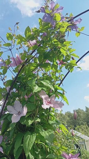VID_20250703 клематисы Хегли Хайбрит и Принц Чарльз.