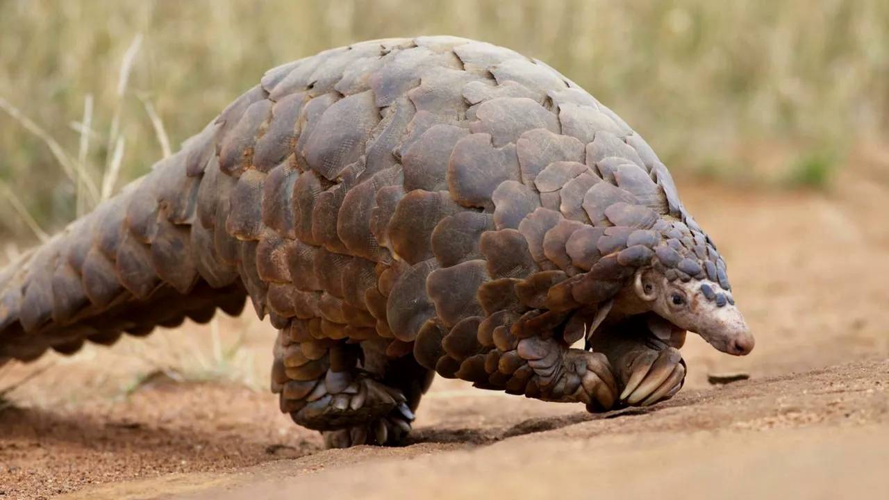 Удивительные Бронированные Животные. Звери с мощной защитой смотреть онлайн