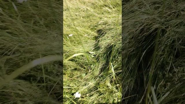 Слежка финал