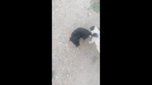 Пёс 1 серия Щенячий патруль Лучшие погони