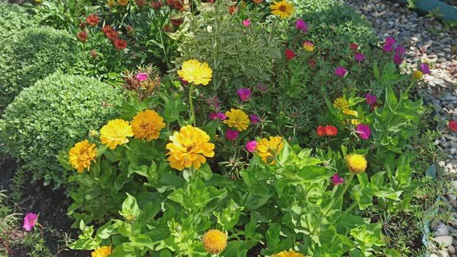 Обзор цветника после дождя! смотреть онлайн