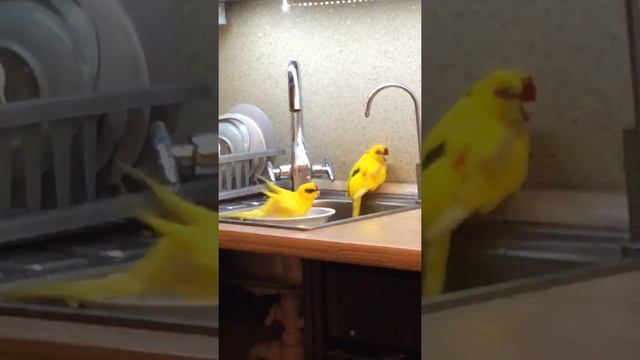 Кеша с Дашей купаются смотреть онлайн