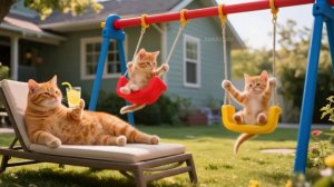 Котики отдыхают